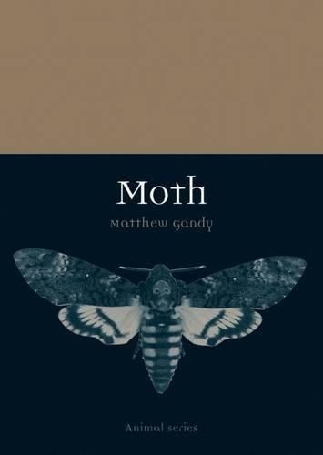 Moth