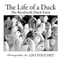 Cover image for The Life of a Duck