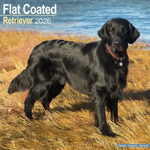 Cover image for Flatcoated Retriever Calendar 2026 Square Dog Breed Wall Calendar - 16 Month