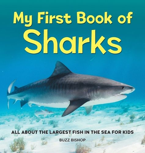 Cover image for My First Book of Sharks: All about the Largest Fish in the Sea for Kids