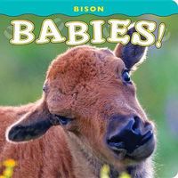 Cover image for Bison Babies!