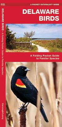 Cover image for Delaware Birds: A Folding Pocket Guide to Familiar Species