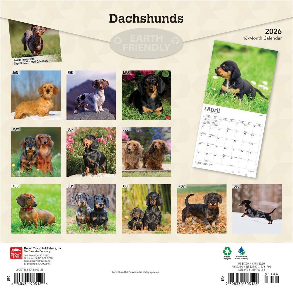 Dachshunds 2026 Wall Calendar