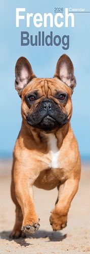 Cover image for French Bulldog Slim Calendar 2026 Dog Breed Slimline Calendar - 12 Month