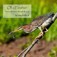 Cover image for Of a Feather: Travel and Nature Through the Lens