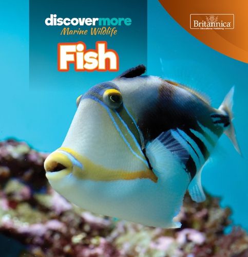 Cover image for Fish