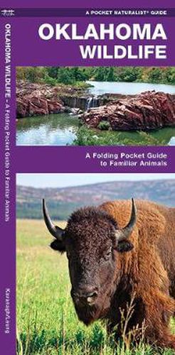 Cover image for Oklahoma Wildlife: A Folding Pocket Guide to Familiar Species