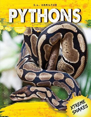 Pythons