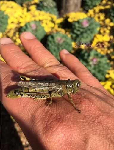 Cover image for Lo Del 2016