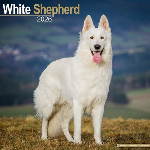 Cover image for White Shepherd Calendar 2026 Square Dog Breed Wall Calendar - 16 Month