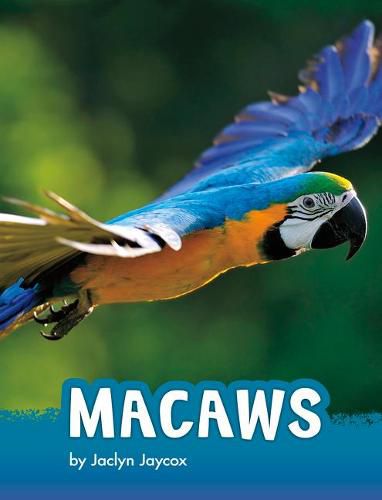 Cover image for Macaws