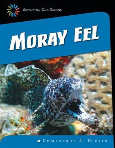 Cover image for Moray Eel