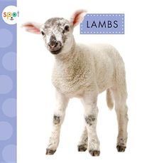 Cover image for Lambs