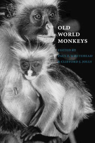 Cover image for Old World Monkeys