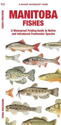 Cover image for Manitoba Fishes: A Waterproof Folding Guide to Native and Introduced Species