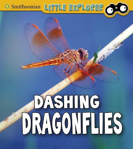 Dashing Dragonflies