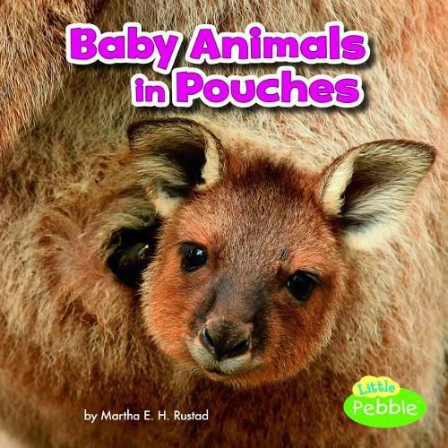 Cover image for Baby Animals in Pouches (Baby Animals and Their Homes)