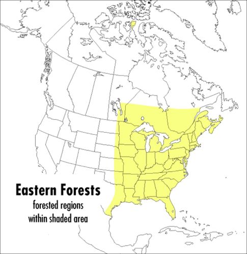 Cover image for A Field Guide to Eastern Forests, North America