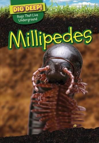 Cover image for Millipedes