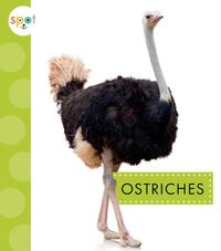 Cover image for Ostriches