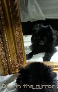 Cover image for Dog in the Mirror Pomeranian