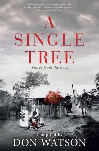 Cover image for A Single Tree