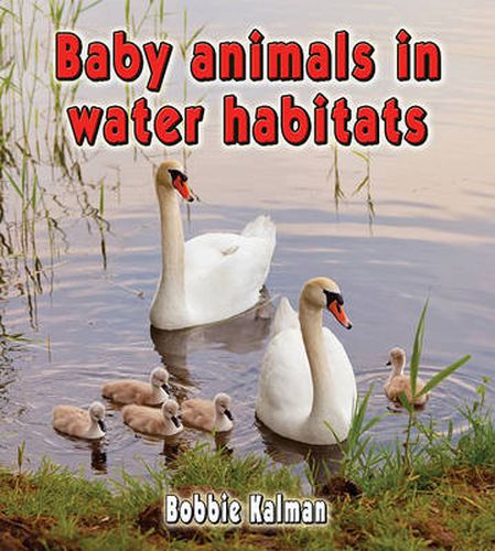 Cover image for Baby Animals in Water Habitats