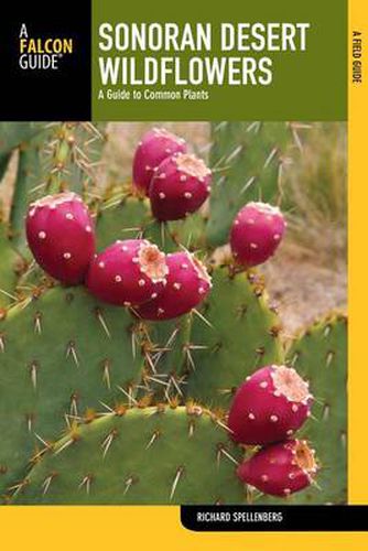 Cover image for Sonoran Desert Wildflowers: A Guide To Common Plants