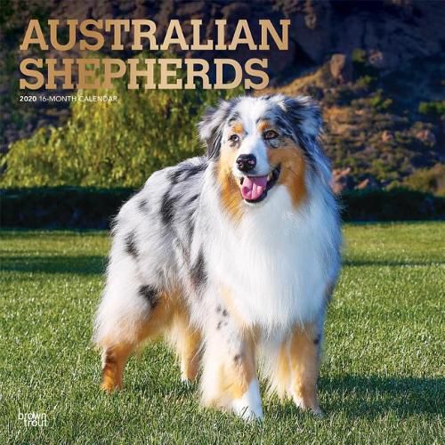 Australian Shepherds 2020 Square Wall Calendar