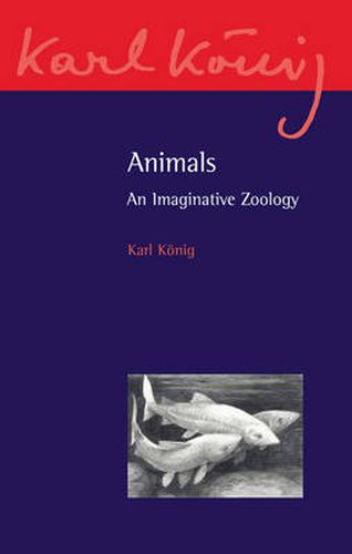 Cover image for Animals: An Imaginative Zoology