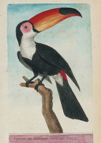 Carnet Ligne Toucan, Dessin 18e Siecle