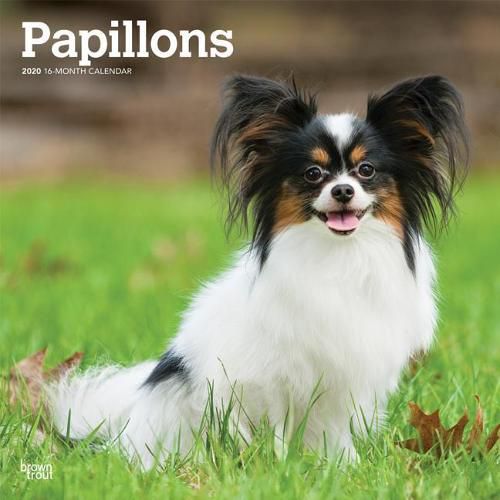 Papillons 2020 Square Wall Calendar