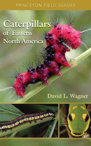 Cover image for Caterpillars of Eastern North America: A Guide to Identification and Natural History