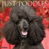 Cover image for Just Poodles 2025 12 X 12 Wall Calendar