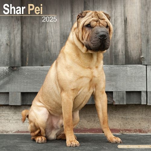 Cover image for Shar Pei Calendar 2025 Square Dog Breed Wall Calendar - 16 Month