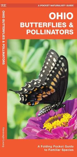 Cover image for Ohio Butterflies & Pollinators: A Folding Pocket Guide to Familiar Species
