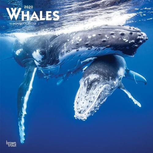 Whales 2020 Square Wall Calendar