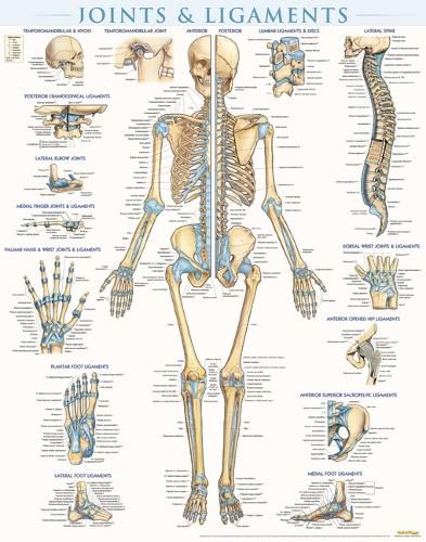 Cover image for Joints & Ligaments - Laminated