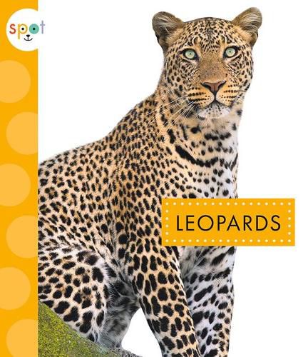 Cover image for Leopards