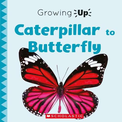 Caterpillar to Butterfly (Growing Up) (Library Edition)