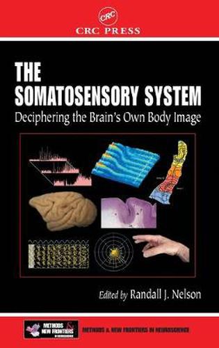Cover image for The Somatosensory System: Deciphering the Brain's Own Body Image