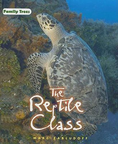 Cover image for The Reptile Class