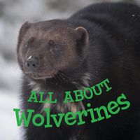 Cover image for All about Wolverines: English Edition