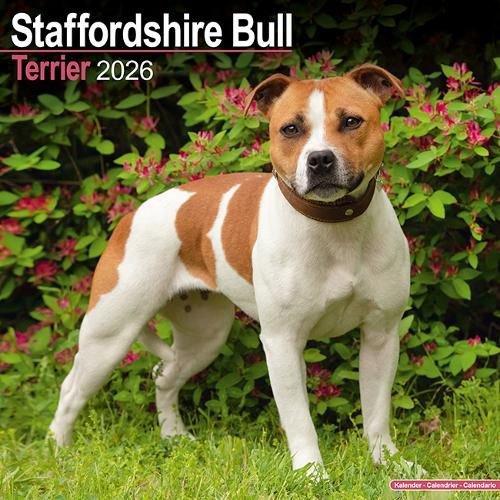 Cover image for Staffordshire Bull Terrier Calendar 2026 Square Dog Breed Wall Calendar - 16 Month