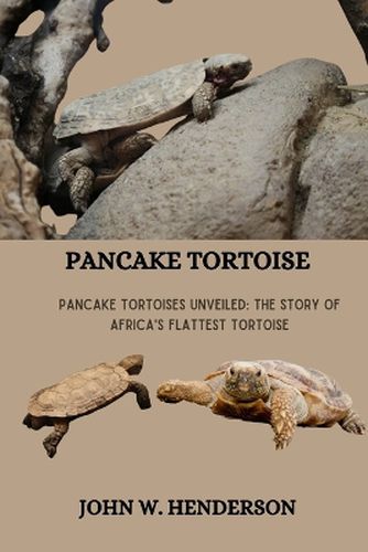 Pancake Tortoise