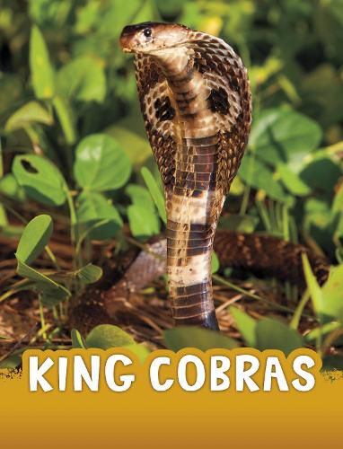 Cover image for King Cobras