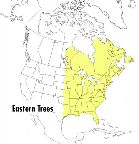 Cover image for Field Guide to Eastern Trees