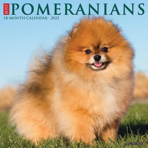 Cover image for Just Pomeranians 2022 Wall Calendar (Dog Breed)