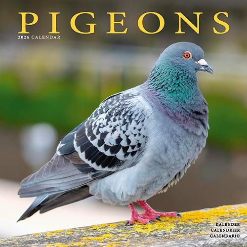 Cover image for Pigeons Calendar 2026 Square Birds Wall Calendar - 16 Month