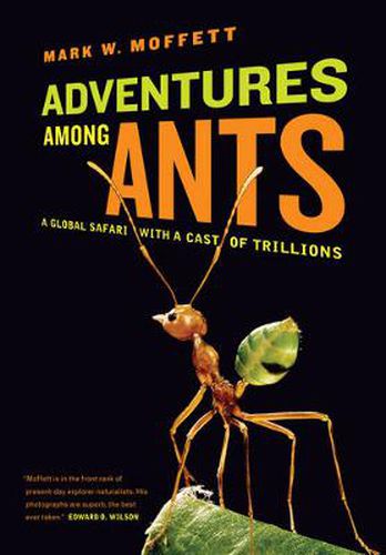 Cover image for Adventures among Ants: A Global Safari with a Cast of Trillions